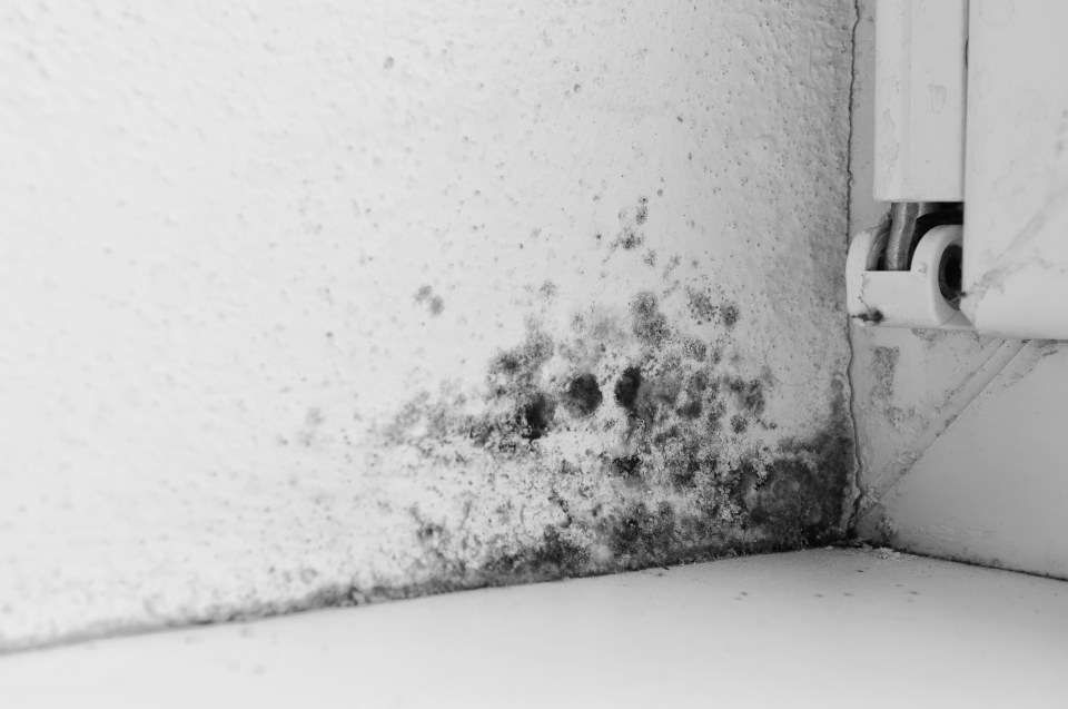 Mould, which is caused by excess moisture, can “wreak havoc in our bodies over time”