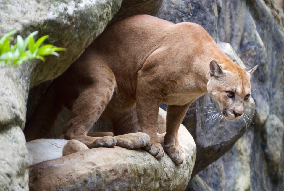 Mountain lions are great at blending into their environments