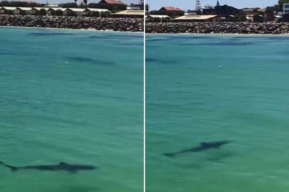 Beachgoers screamed as the spotted what could be a Great White shark swimming amongst them in Dongara