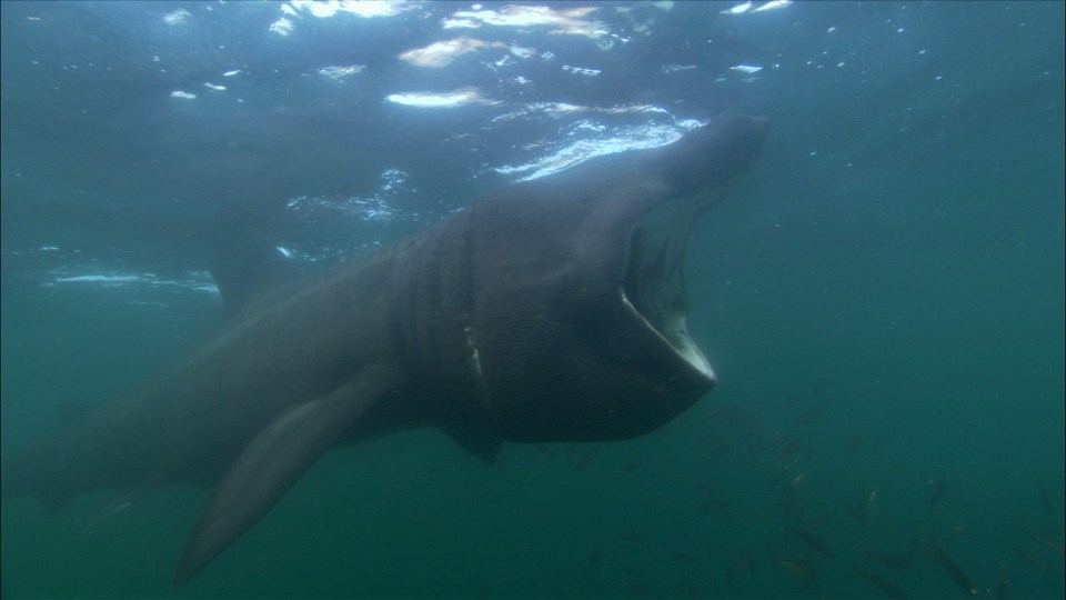 The woman said she thought the fin was too large for it to be a basking shark (pictured) which are often seen off the coast of the UK