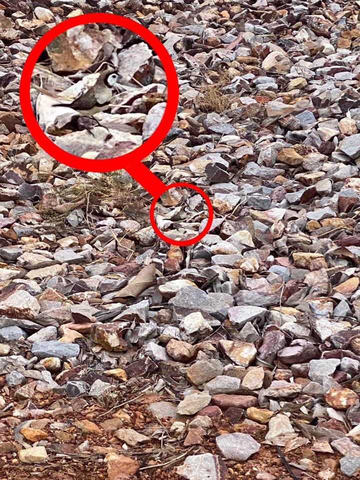 The finch that was hiding amongst the rocks - did you manage to spot it?