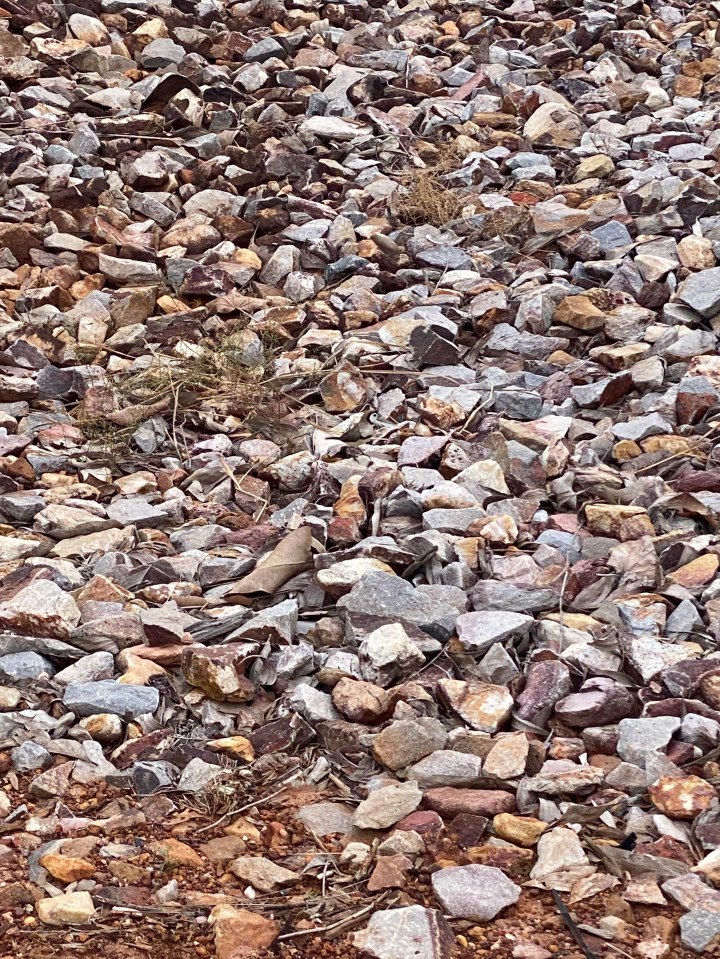 Can you spot the tiny finch hiding in this photo?