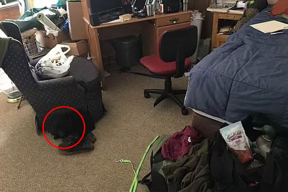 Circled in red is where the dog is hidden