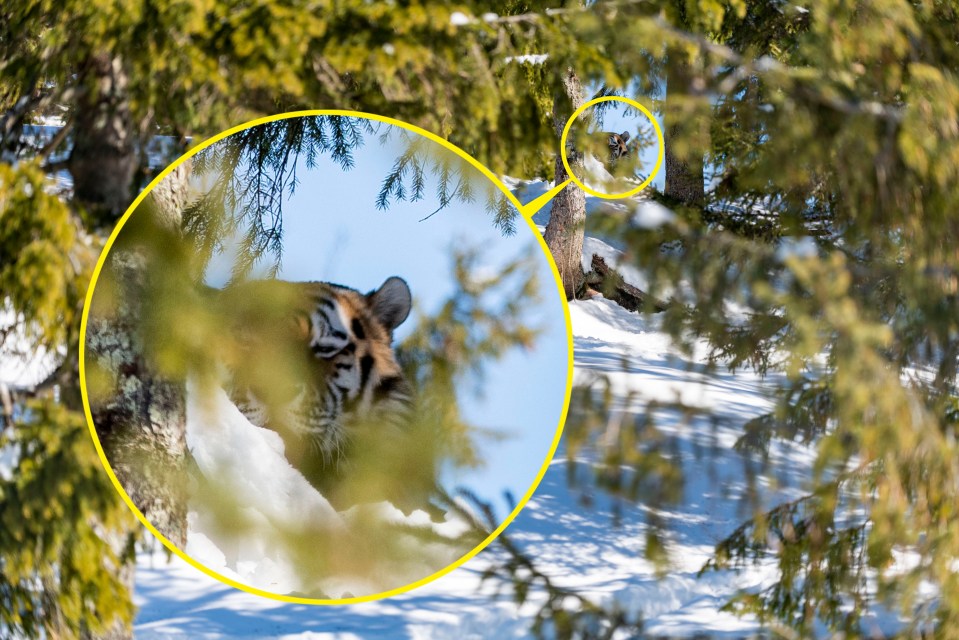 The tiger looks ready to pounce behind the snowy trees