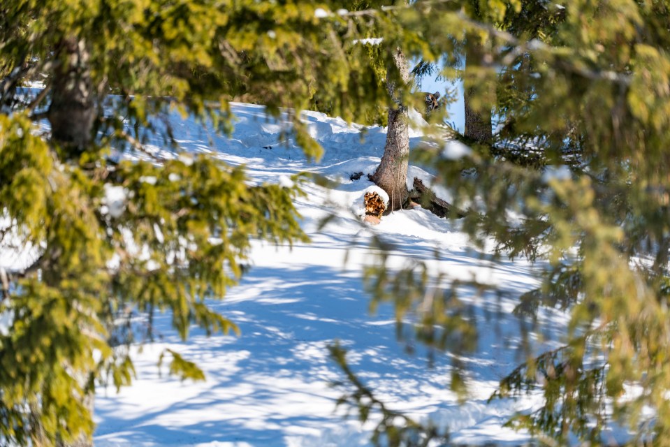 Can you spot the deadly tiger lurking in this wintry scene?