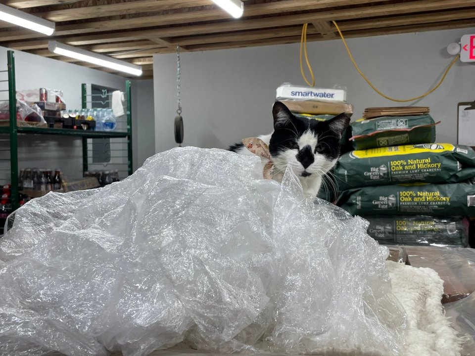 This cute cat was caught playing hide and seek in the hardware store