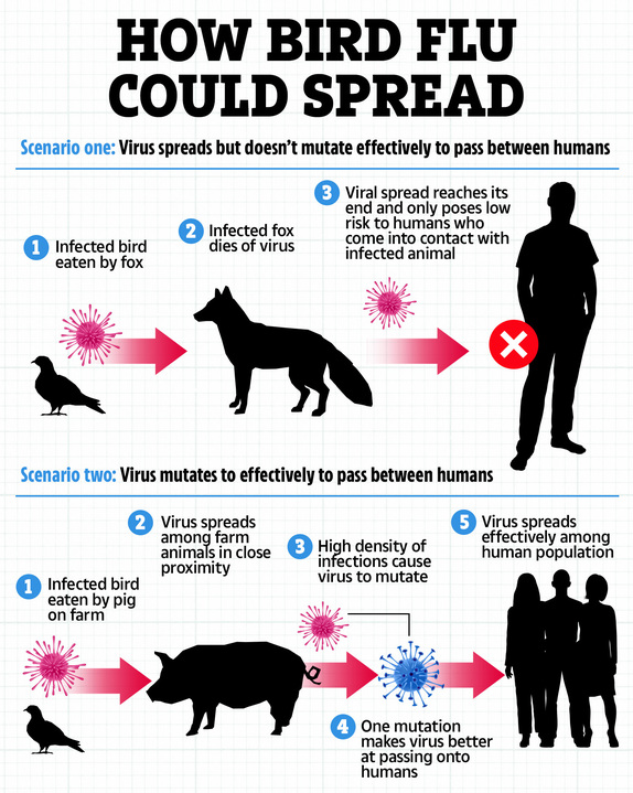 How bird flu could mutate to make it spread more effectively in humans