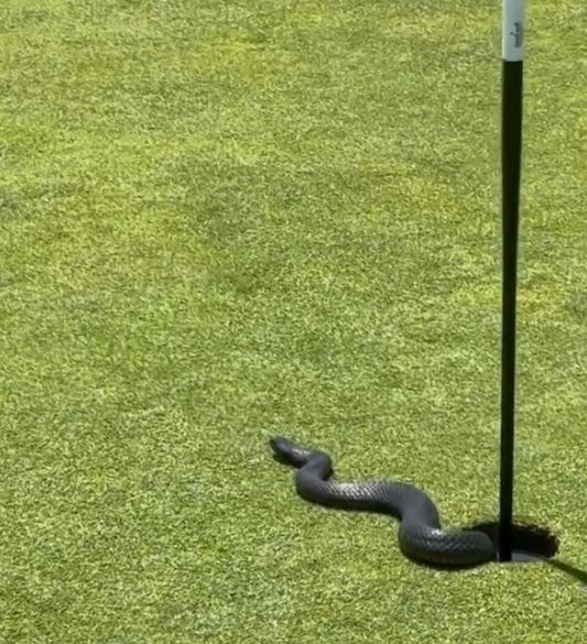 A four-foot red belly black snake was a surprise visitor to one hole at a golf course in Sydney