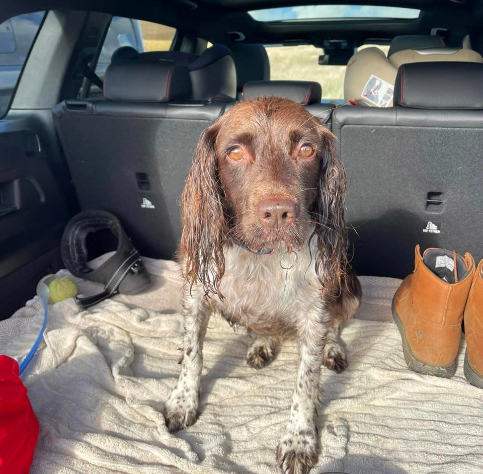 Pet Willow was found alone on the towpath