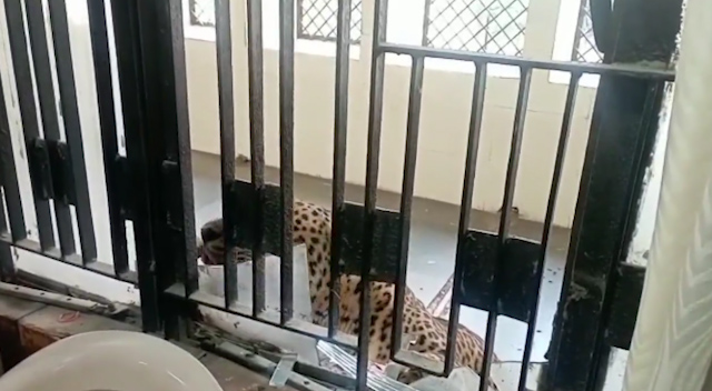 The leopard prowled around the court in India after breaking in