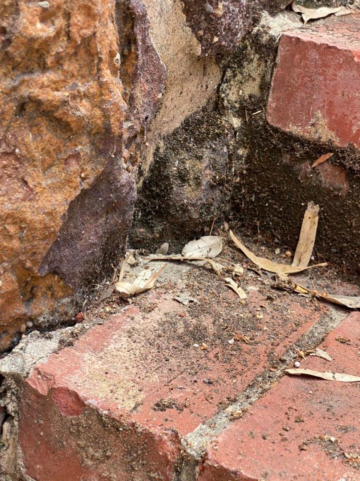 A sneaky reptile is hidden in this brick and leaf setting - can you see it?