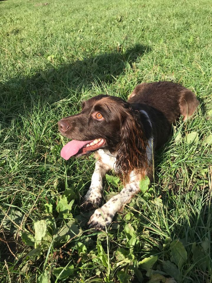 Dog Willow was seen looking 'agitated'