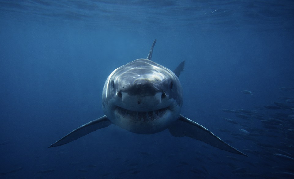 Eric was diving for abalone when he was attacked by a 10ft great white shark