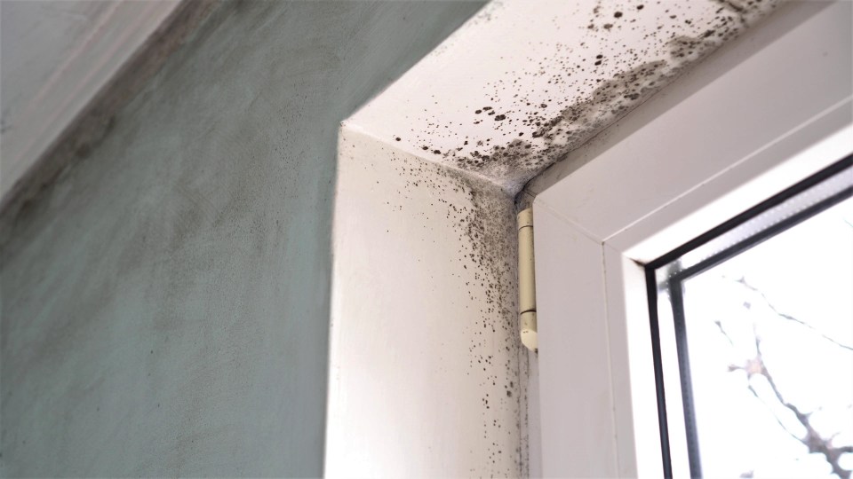 Mould can cause serious damage to your home and your own health