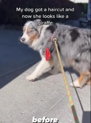 The adorable Australian shepherd has a big, shaggy coat before getting a trim