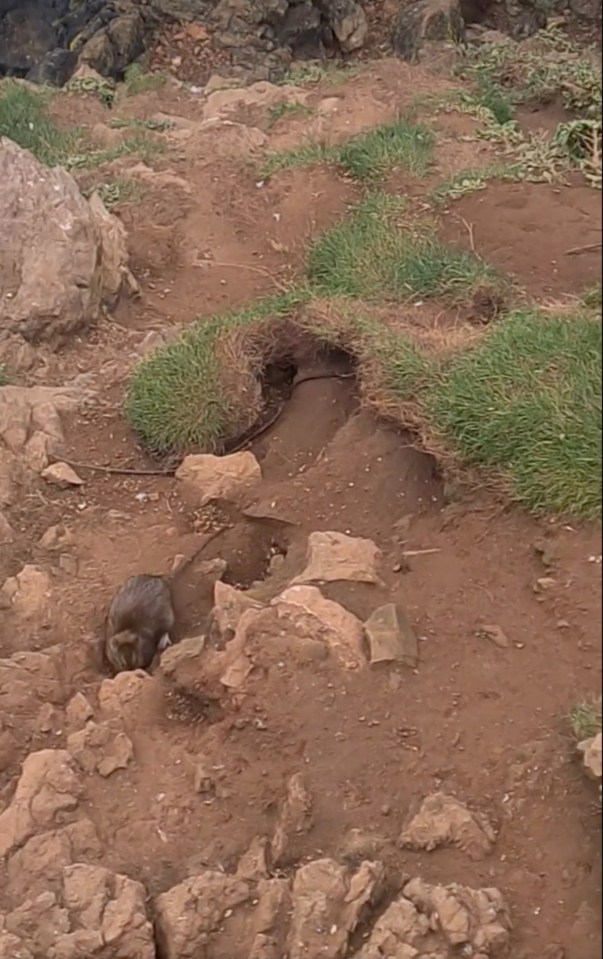 Terrified residents have captured the huge rats coming in and out of their burrows