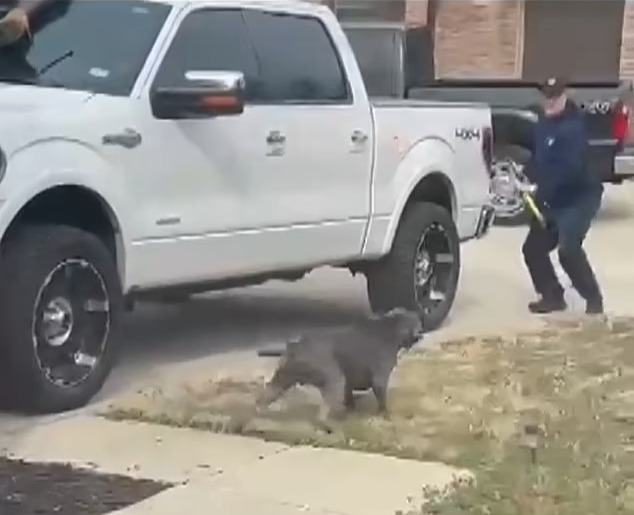 A firefighter fends off the raging animal with a pole