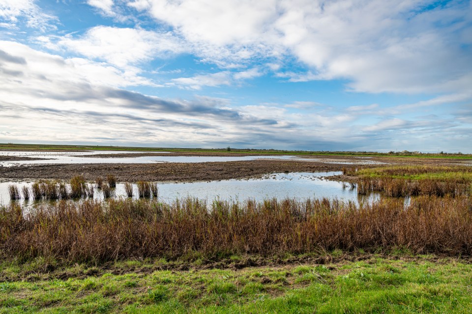 Twitchers claim rare birds are being disturbed by randy revellers nearby