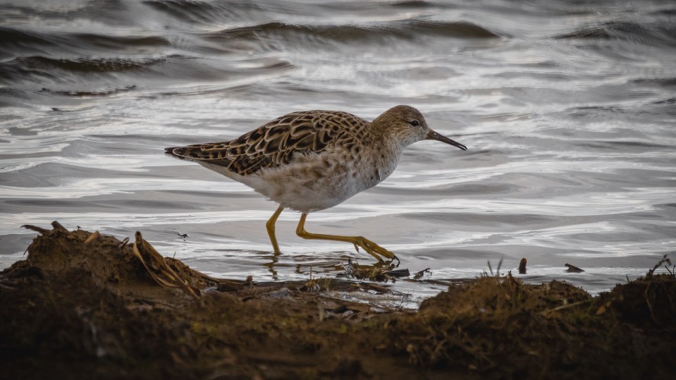 Frampton Marsh Nature Reserve in Lincs is home to breeds such as turukhtans