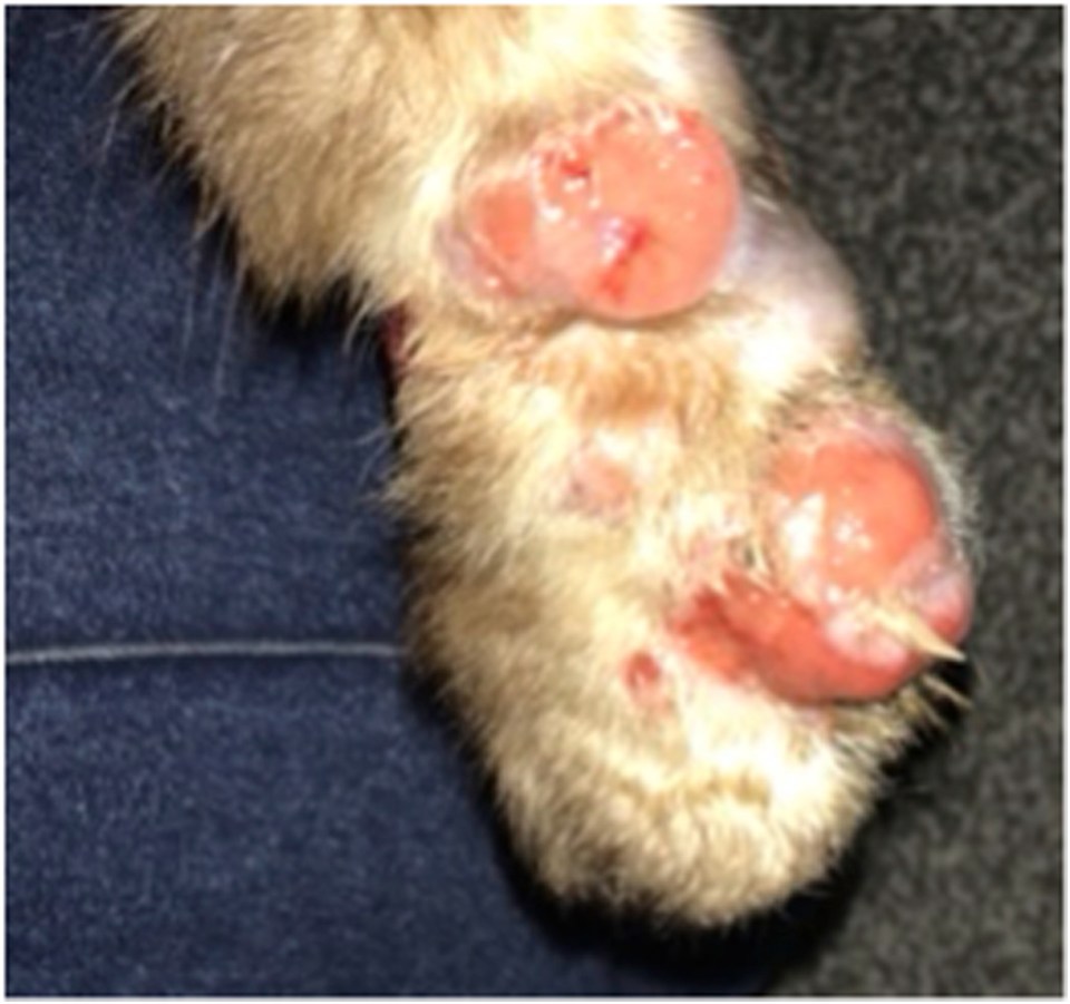 The cat paw with infectious lesions (pictured)