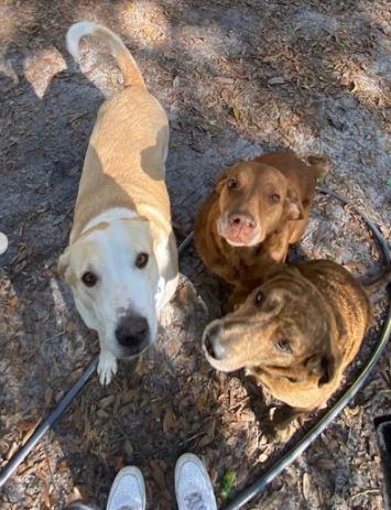 Her followers loved seeing the star's puppies on full display