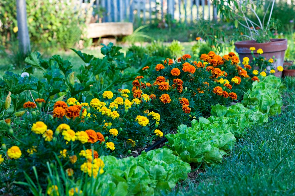 Plants like marigolds can help deter the pests and are cheap to buy