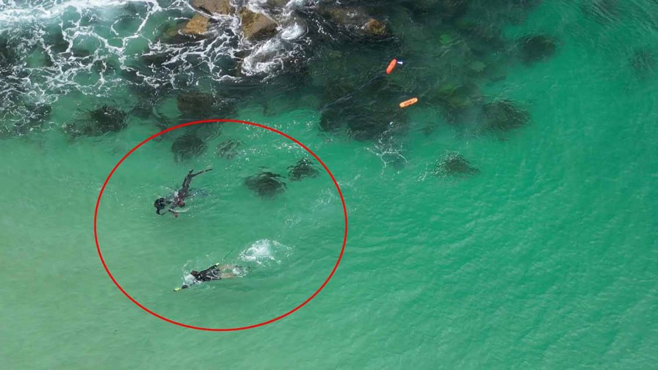 The swimmers had no idea the shark was underneath them