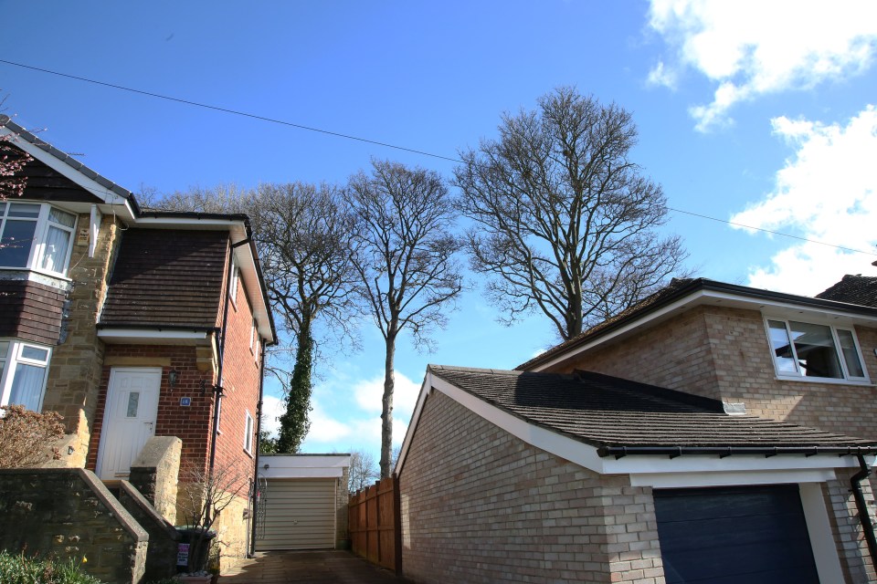 The couple say they have tried countless times to have the trees felled, but they’re covered by a TPO