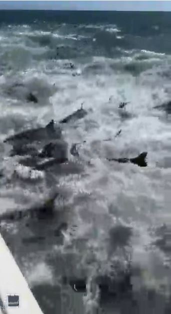 Footage shows the sharks thrashing about frantically in the water