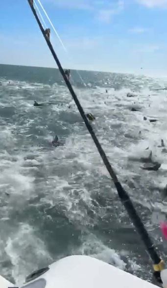 The hungry predators were after a menhaden pod