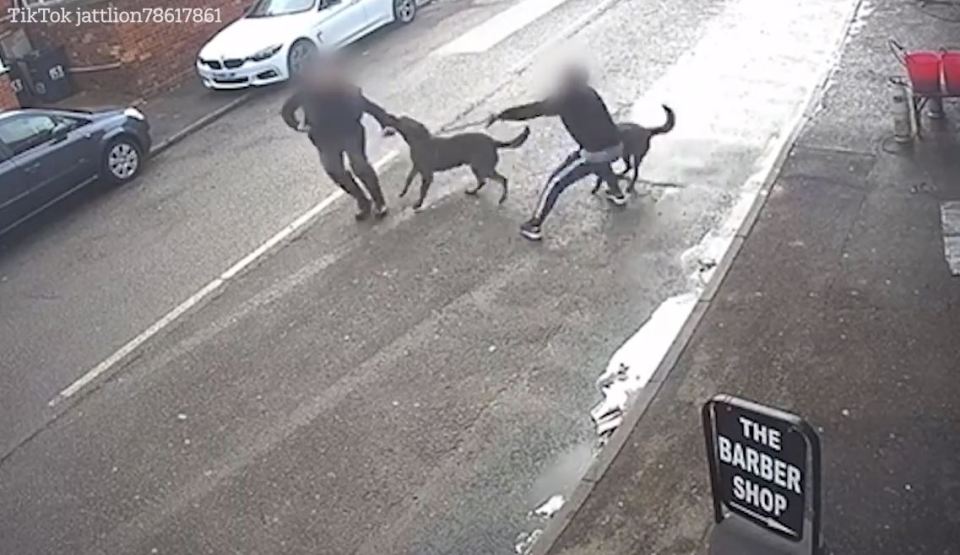 This is the shocking moment a man is attacked by an aggressive dog