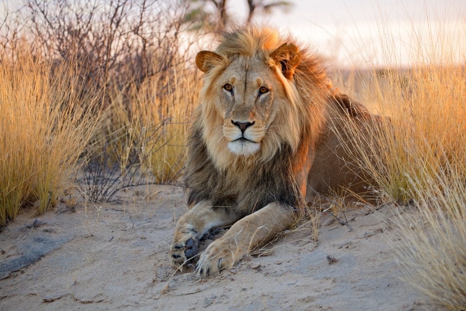 Catch sight of the 'Big Five' on a safari marathon in South Africa