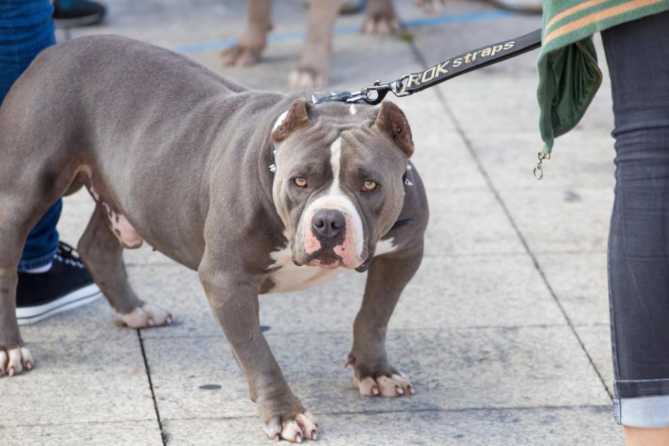 Coco is an American Bully breed (stock image)