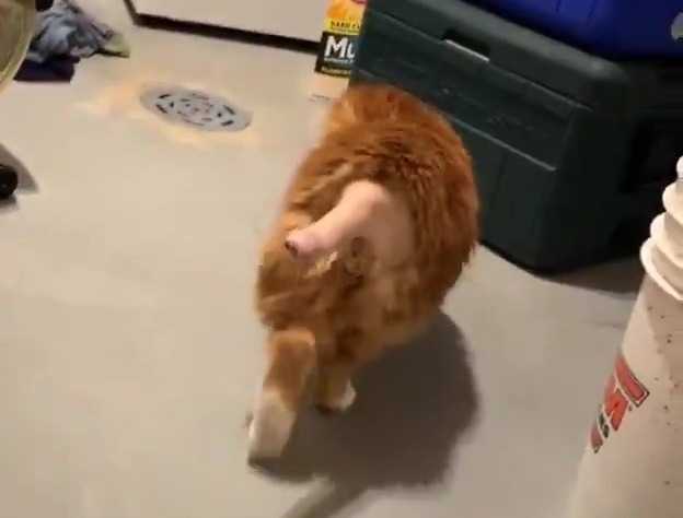 The cat was left with a bizarre looking stump of a tail after the tip was amputated