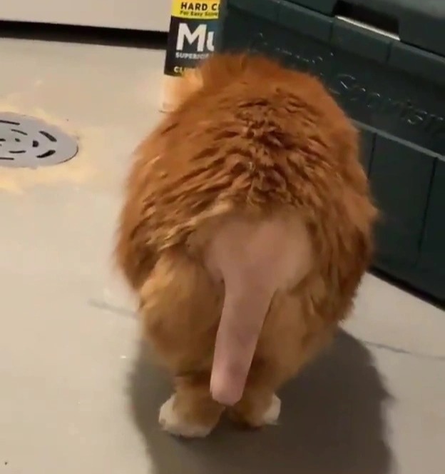 The internet was left in stitches when the tail was left looking male body parts