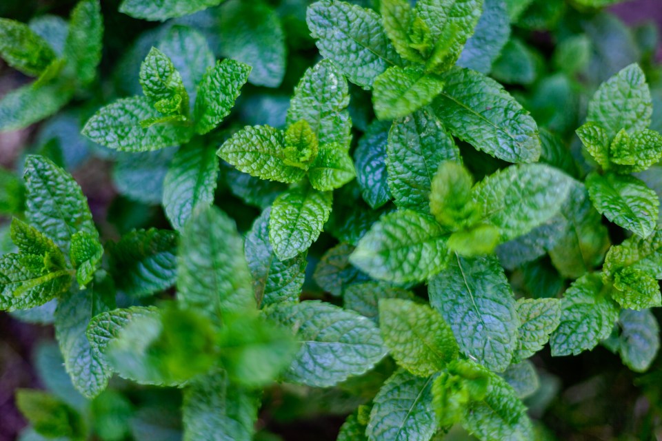 Peppermint has one of the strongest scents, making it the perfect choice to deter pests like rats