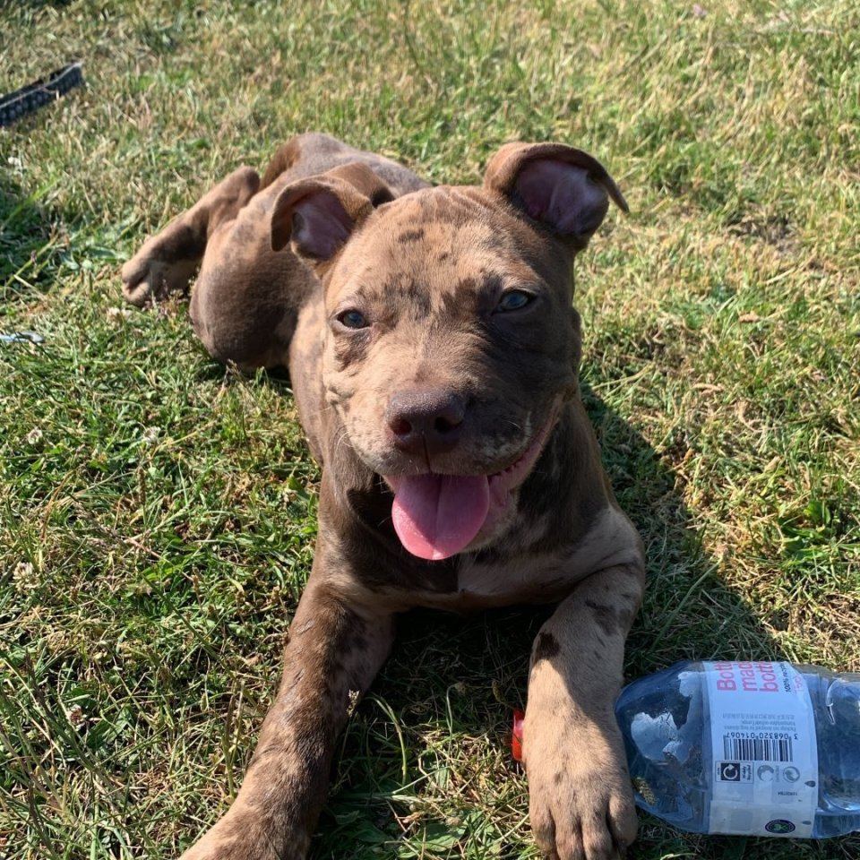 The American Bully Coco who was involved in the attack