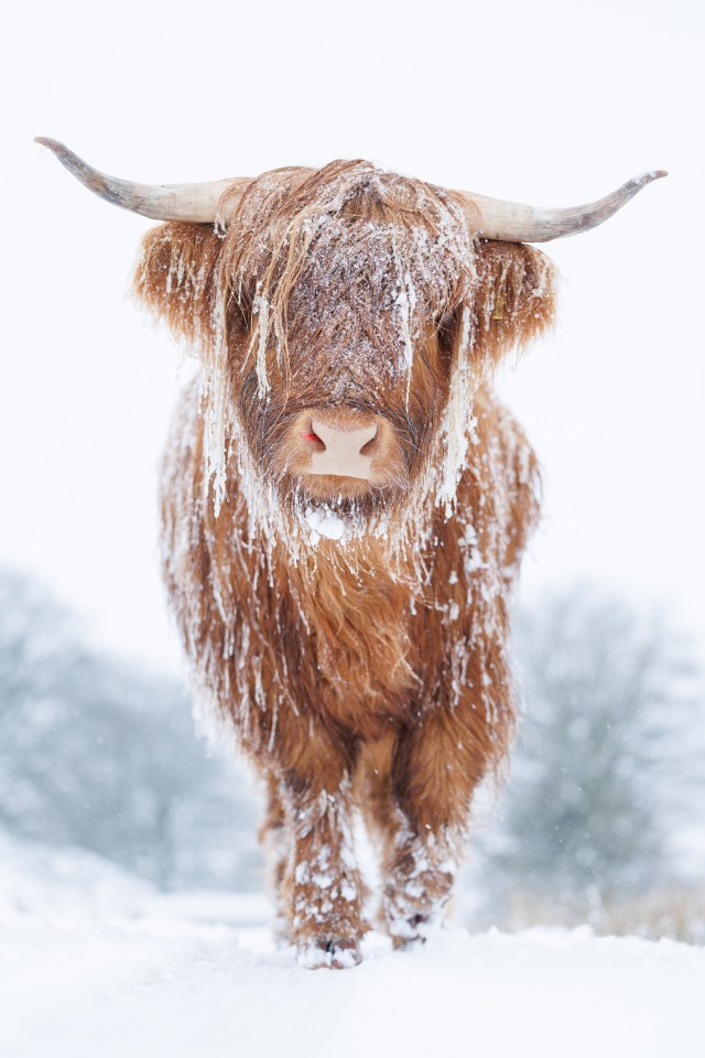 A highland cow in the snow on Manmoel Mountain, Ebbw Vale, Gwent