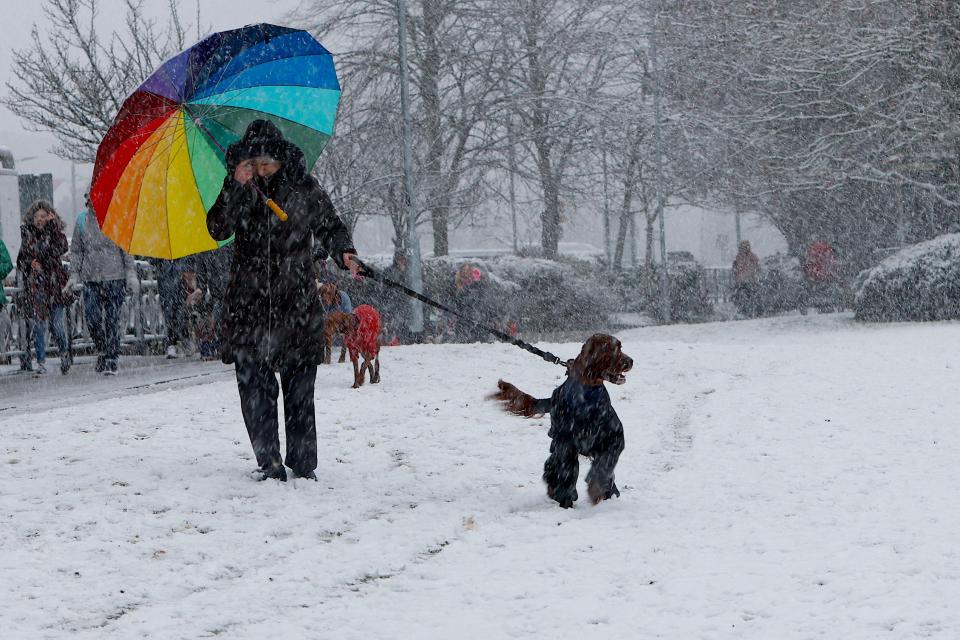 Dogs and their owners arrive for the first day of Crufts