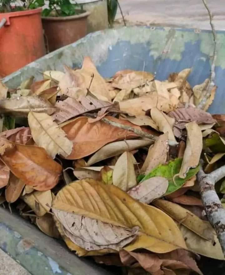 Can you spot the cat in this pile of leaves?