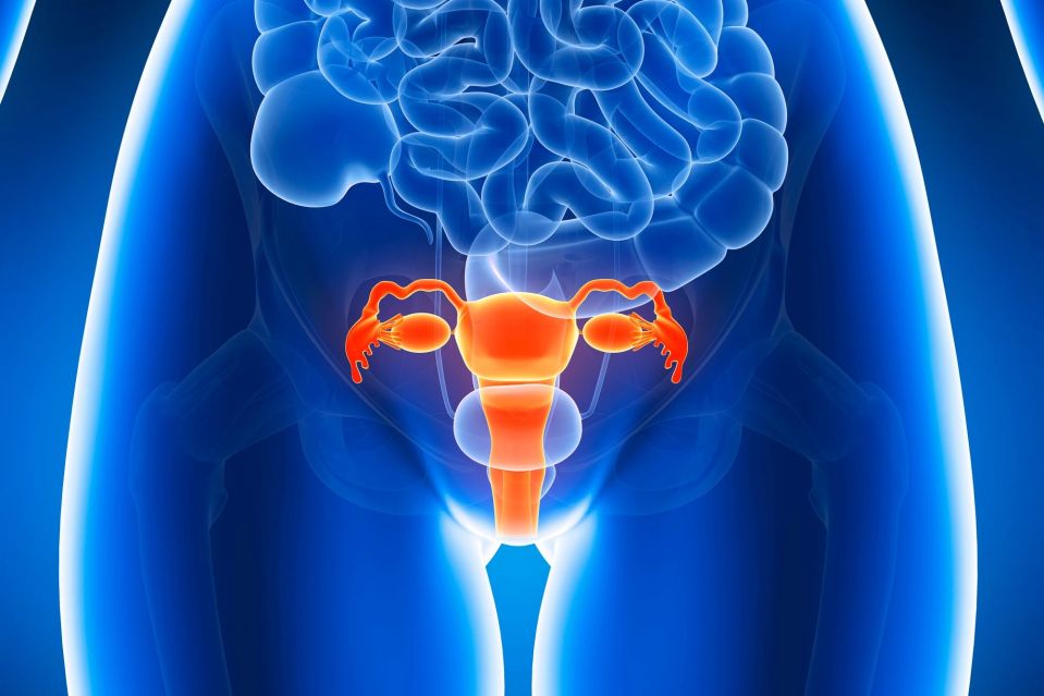 Illustration of the female reproductive system.