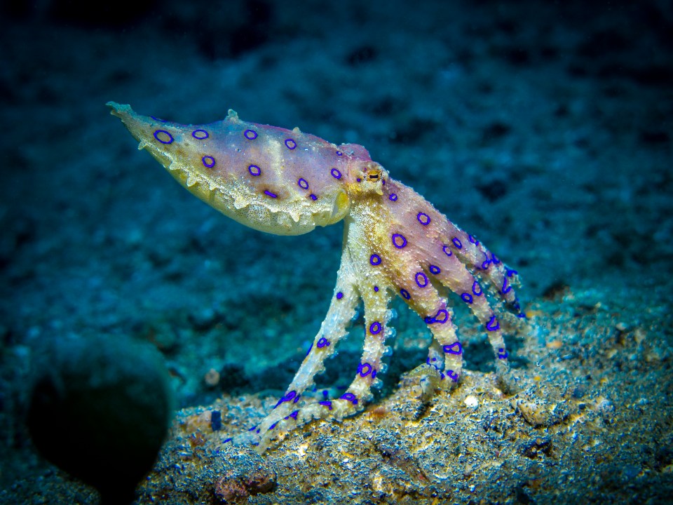 Blue-ringed octopuses have enough venom to kill 26 people in minutes