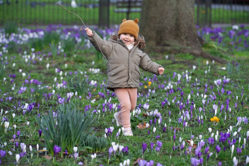 Lilou, two, playing amongst the spring daffodils and crocuses in Batley Park, Blackheath, London yesterday