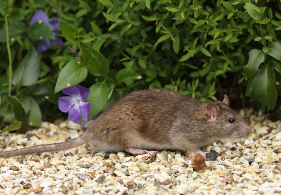 Rats can find their ways into gardens looking for food and shelter