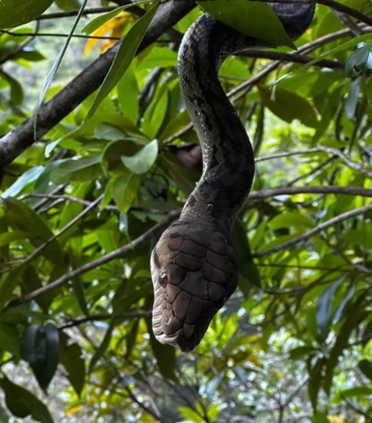 He was trying to film an eight-foot critter when he was attacked