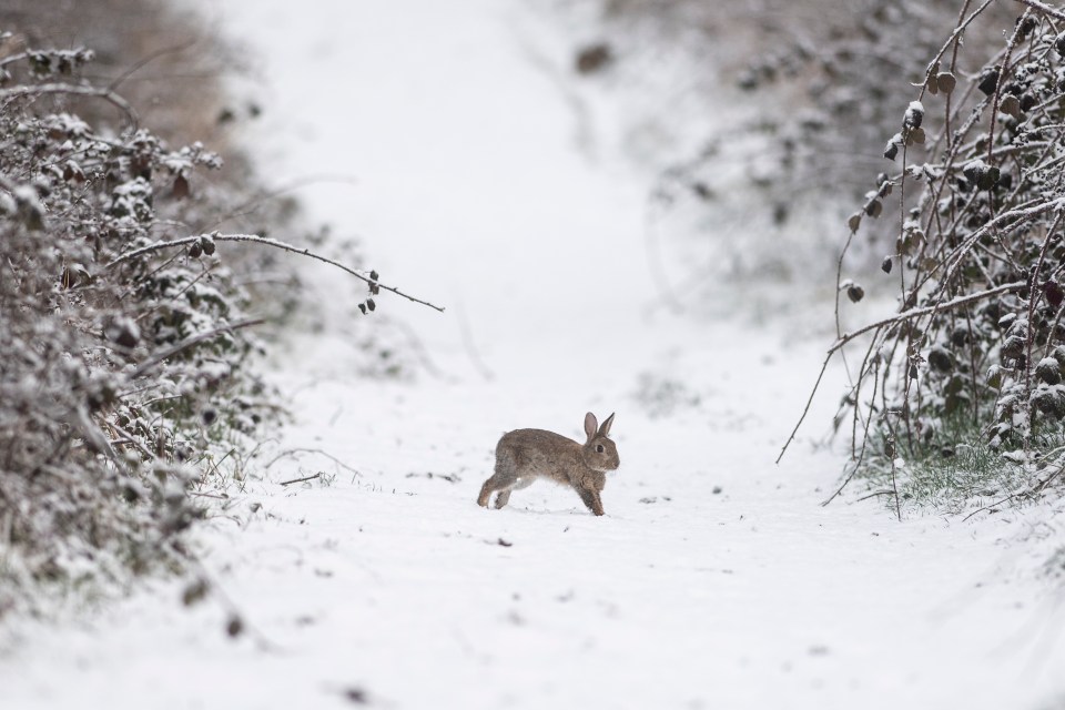 A rabbit enjoying the wintery conditions in Sunderland