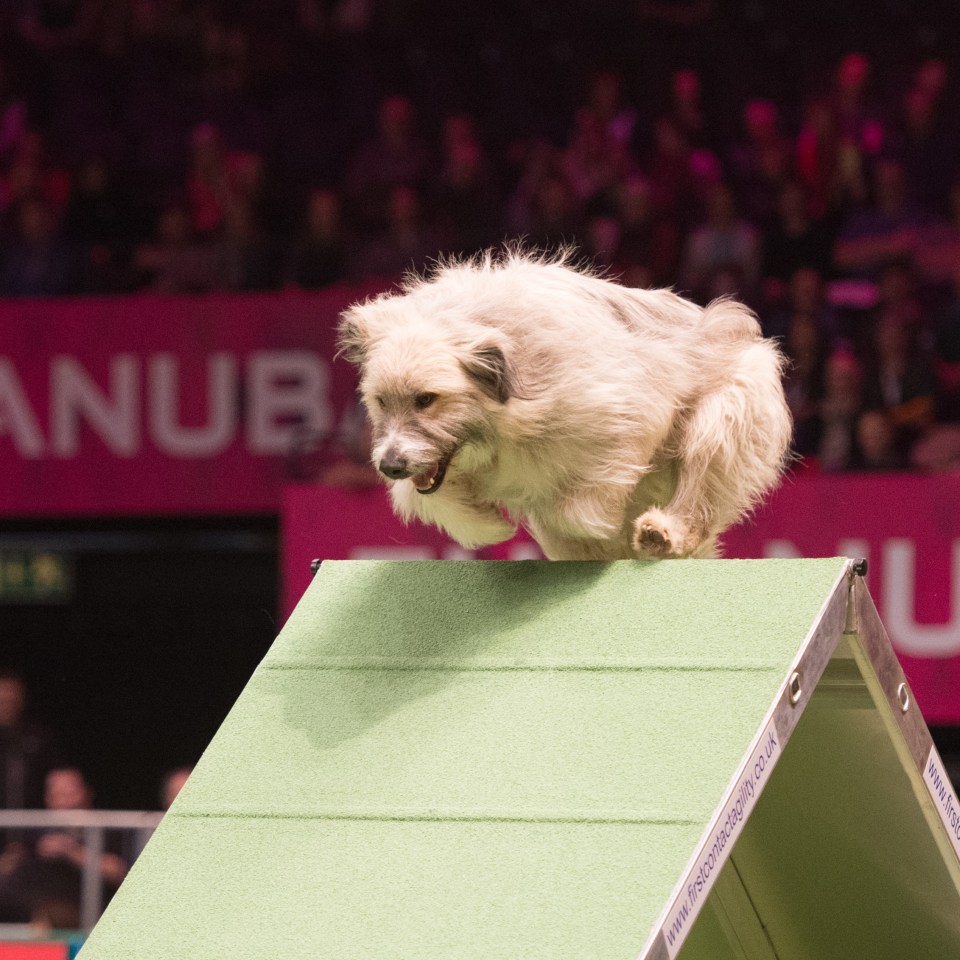 Crufts returns in four days time