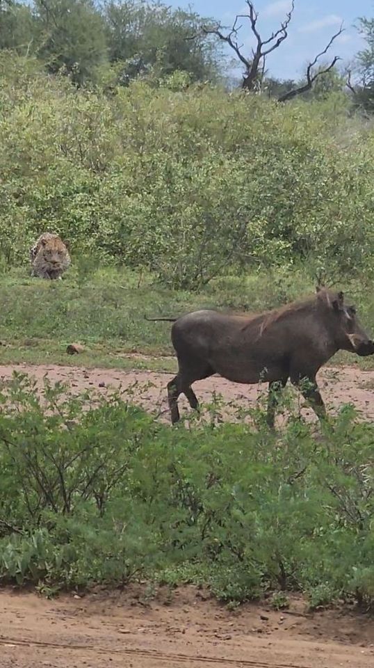 But the warthog proved too fast for the 'lazy' leopard