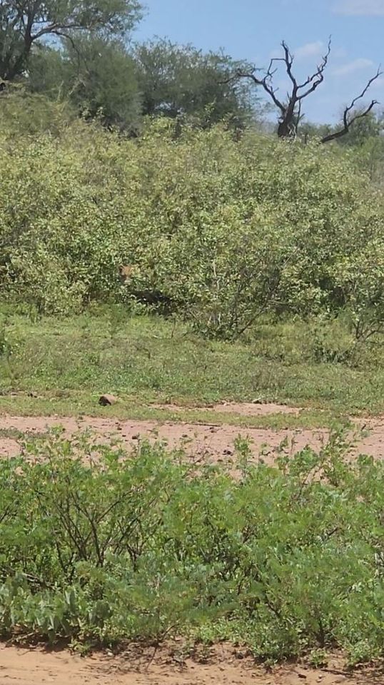 Can you spot the cunning leopard lurking in the bush?