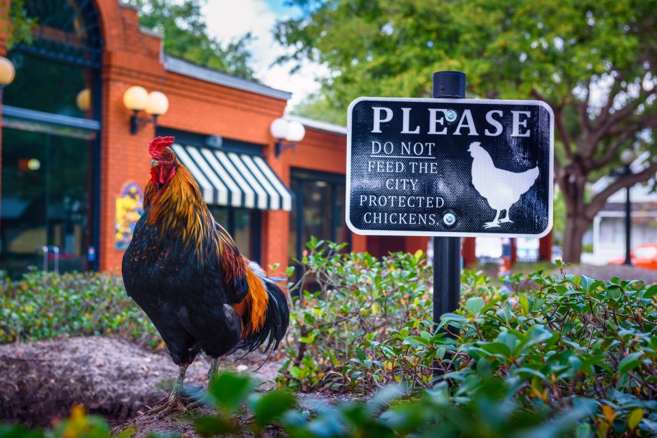 The chickens of Ybor City are the wild descendants of those kept by the first residents, 150 years ago